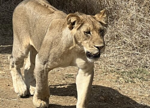 Ruaha National Park